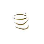 Yin Zhen Jasmin Impérial · Thé Blanc · Jasmin Subtilsthes