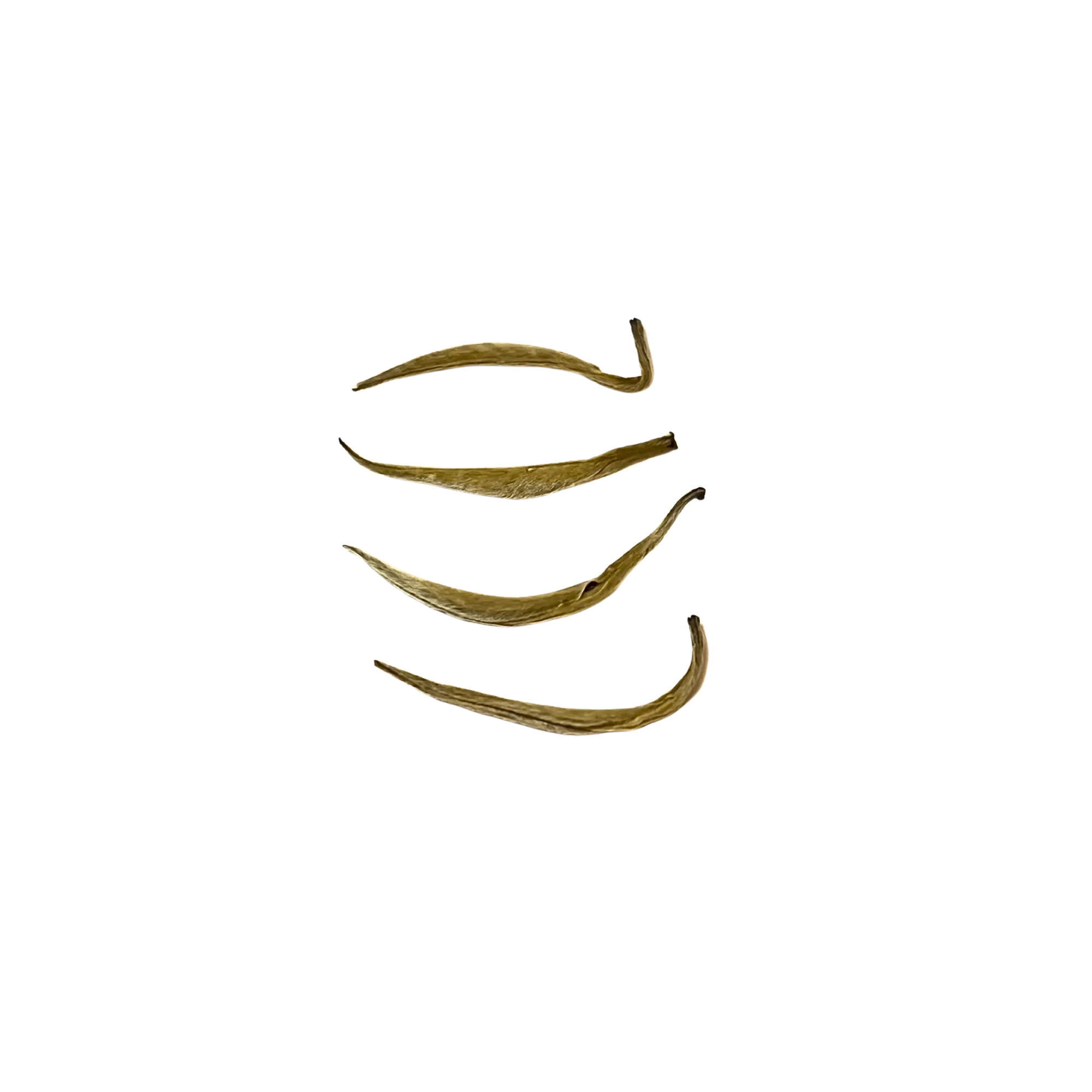 Yin Zhen Jasmin Impérial · Thé Blanc · Jasmin Subtilsthes