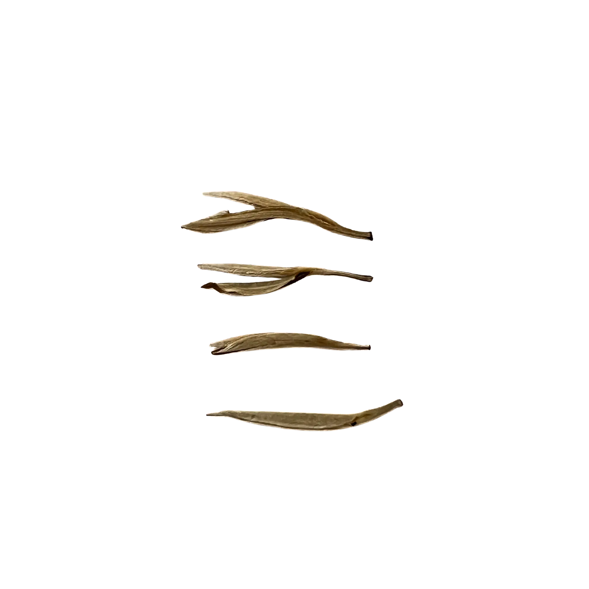 Yin Zhen Céleste · Aiguilles d’Argent · Thé Blanc Subtilsthes